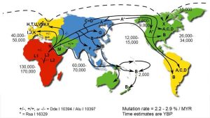 Map-of-continent-specific-mitochondrial-haplogroups-Haplogroups-are-indicated-with-a