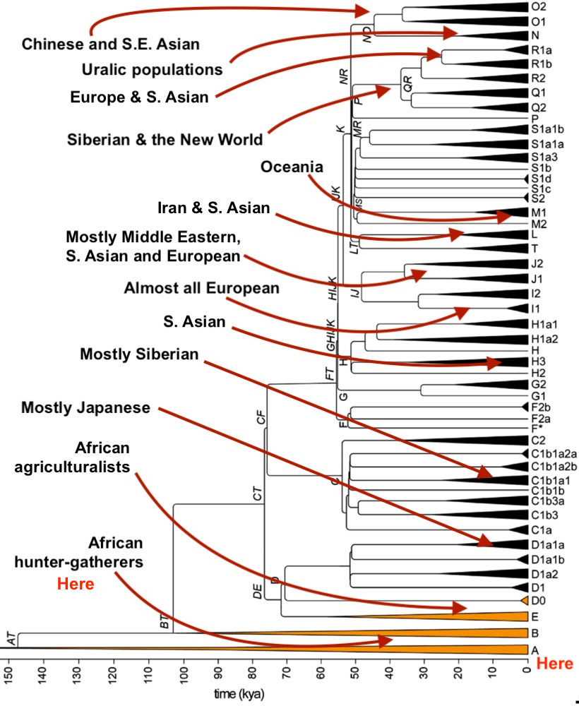 Haplogroups A